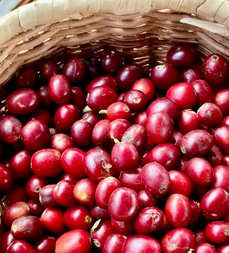 Selective Cherry Picking Selective Cherry Picking