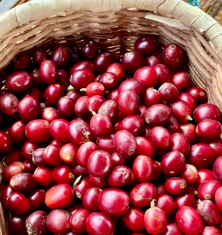 Selective Cherry Picking Selective Cherry Picking