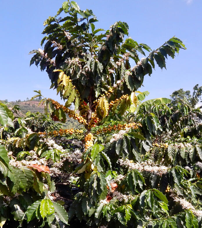 OptiCoffee Plantation OptiCoffee Plantation